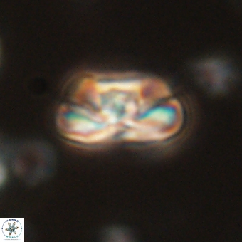 Heliolithus iptamenosdiskos 70504