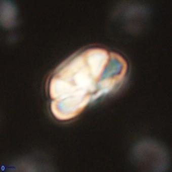 Heliolithus iptamenosdiskos 70505