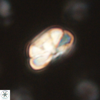 Heliolithus iptamenosdiskos 70505