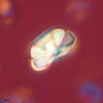 Heliolithus iptamenosdiskos 70506