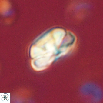 Heliolithus iptamenosdiskos 70506
