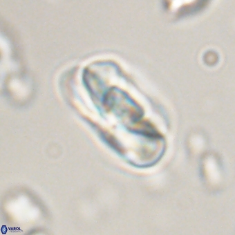 Heliolithus iptamenosdiskos 70507