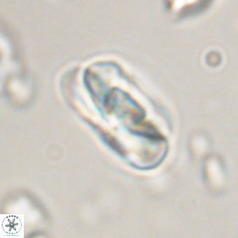 Heliolithus iptamenosdiskos 70507