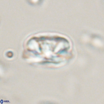 Heliolithus iptamenosdiskos 70508