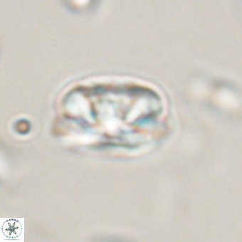 Heliolithus iptamenosdiskos 70508