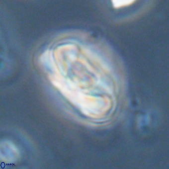 Heliolithus iptamenosdiskos 70510