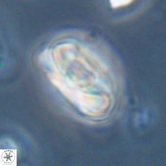 Heliolithus iptamenosdiskos 70510