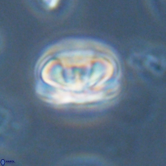 Heliolithus iptamenosdiskos 70511