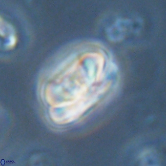 Heliolithus iptamenosdiskos 70512