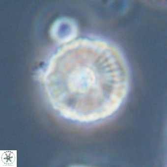 Heliolithus iptamenosdiskos 70513