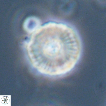 Heliolithus iptamenosdiskos 70514