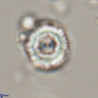 Heliolithus iptamenosdiskos 70516