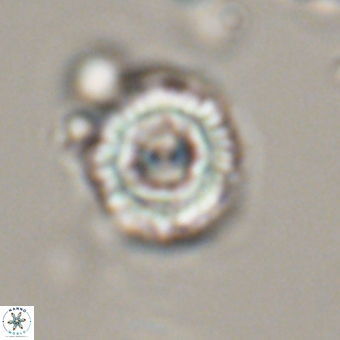 Heliolithus iptamenosdiskos 70516
