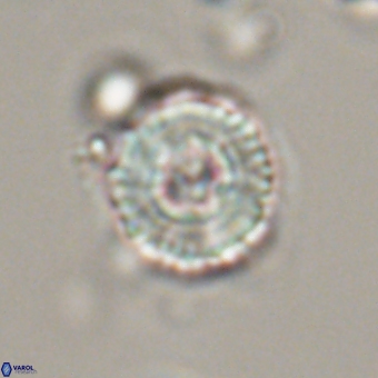 Heliolithus iptamenosdiskos 70517