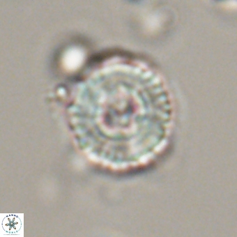 Heliolithus iptamenosdiskos 70517
