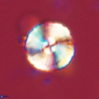 Heliolithus iptamenosdiskos 70518