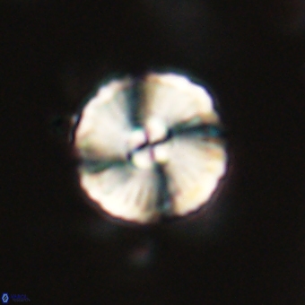 Heliolithus iptamenosdiskos 70519