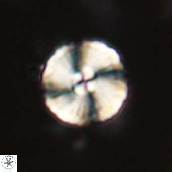 Heliolithus iptamenosdiskos 70519