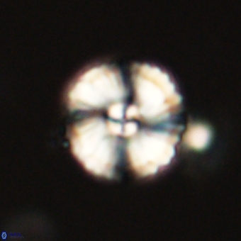 Heliolithus iptamenosdiskos 70520