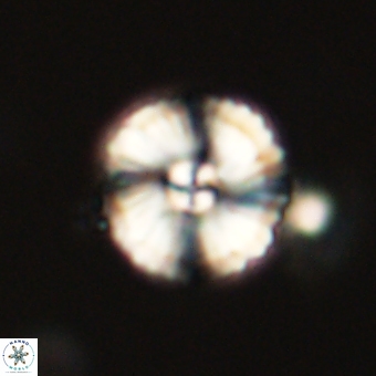 Heliolithus iptamenosdiskos 70520