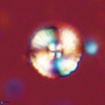 Heliolithus iptamenosdiskos 70521