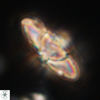 Heliolithus kolovos 66115