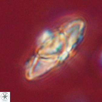 Heliolithus kolovos 66113