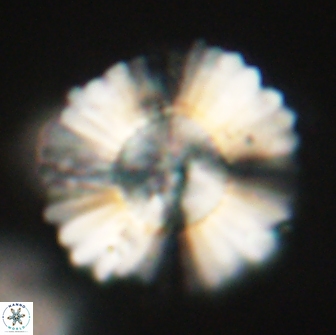Heliolithus kolovos 66126