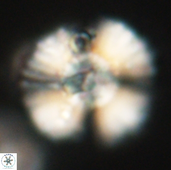 Heliolithus kolovos 66127