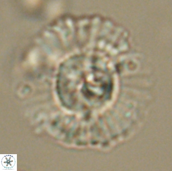 Heliolithus kolovos 66154