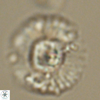 Heliolithus kolovos 66155