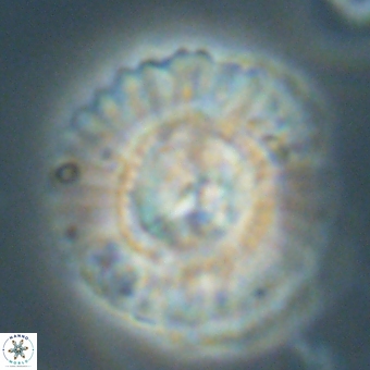 Heliolithus kolovos 66164