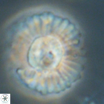 Heliolithus kolovos 66161