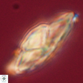 Heliolithus kolovos 61552