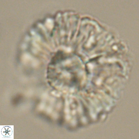 Heliolithus kolovos 61844