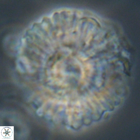 Heliolithus kolovos 61841