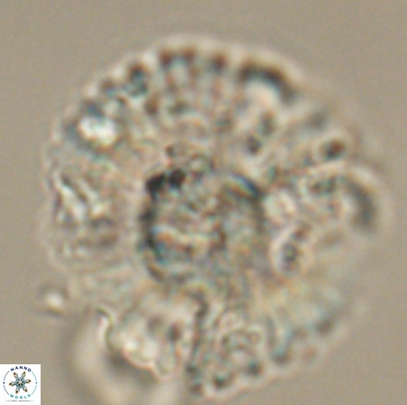Heliolithus kolovos 61843