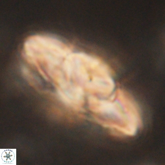 Heliolithus kolovos 61988