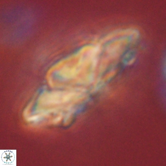 Heliolithus kolovos 61995