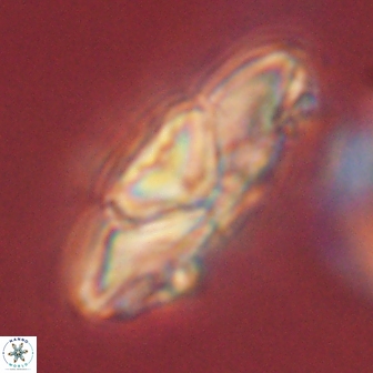 Heliolithus kolovos 61999