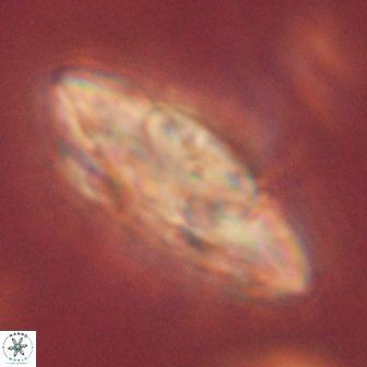 Heliolithus kolovos 61991
