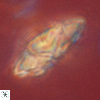Heliolithus kolovos 61992