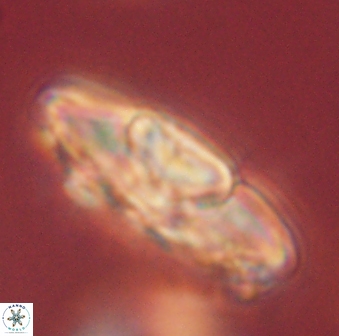Heliolithus kolovos 62000