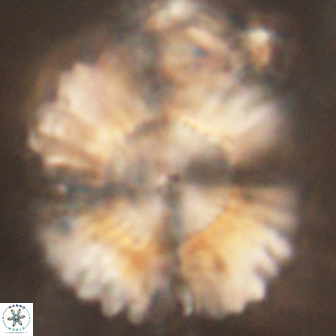Heliolithus kolovos 62002