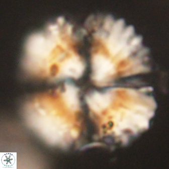 Heliolithus kolovos 62013