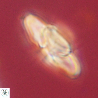 Heliolithus kolovos 62028