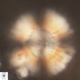 Heliolithus kolovos 62022