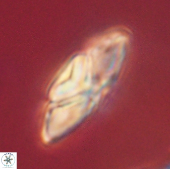 Heliolithus kolovos 62037
