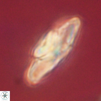 Heliolithus kolovos 62033