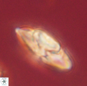 Heliolithus kolovos 62044
